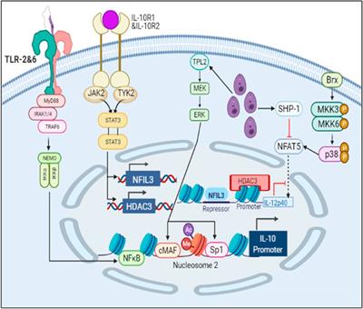 Computational System Level Approaches for Discerning Reciprocal Regulation of IL10 and IL12 in Leishmaniasis